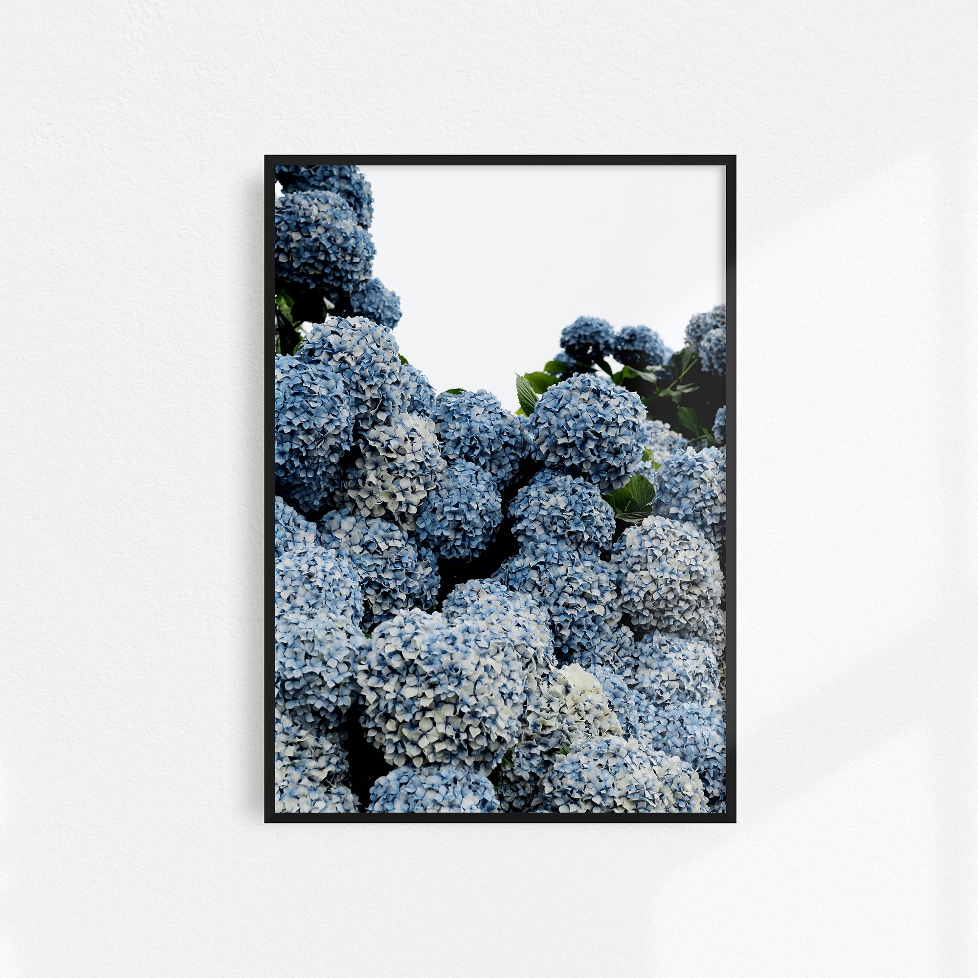 homeware-framed-print-hydrangeas-black