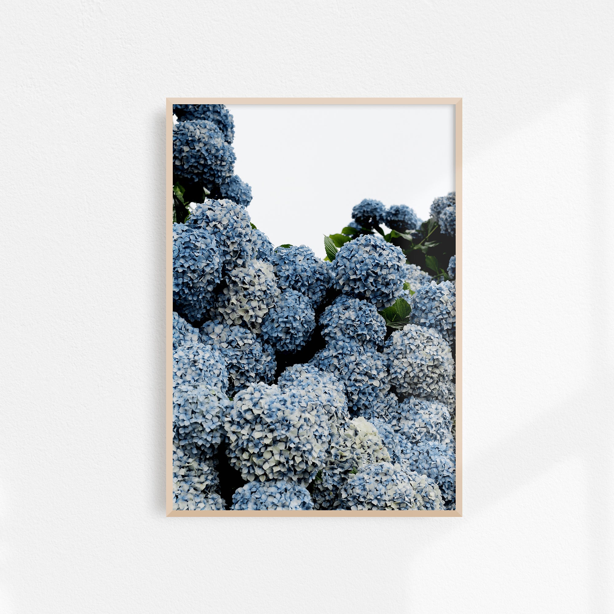 homeware-framed-print-hydrangeas-oak