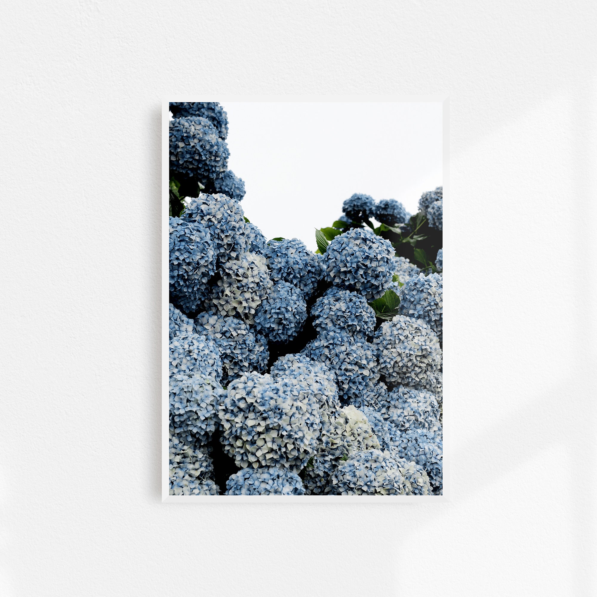homeware-framed-print-hydrangeas-white