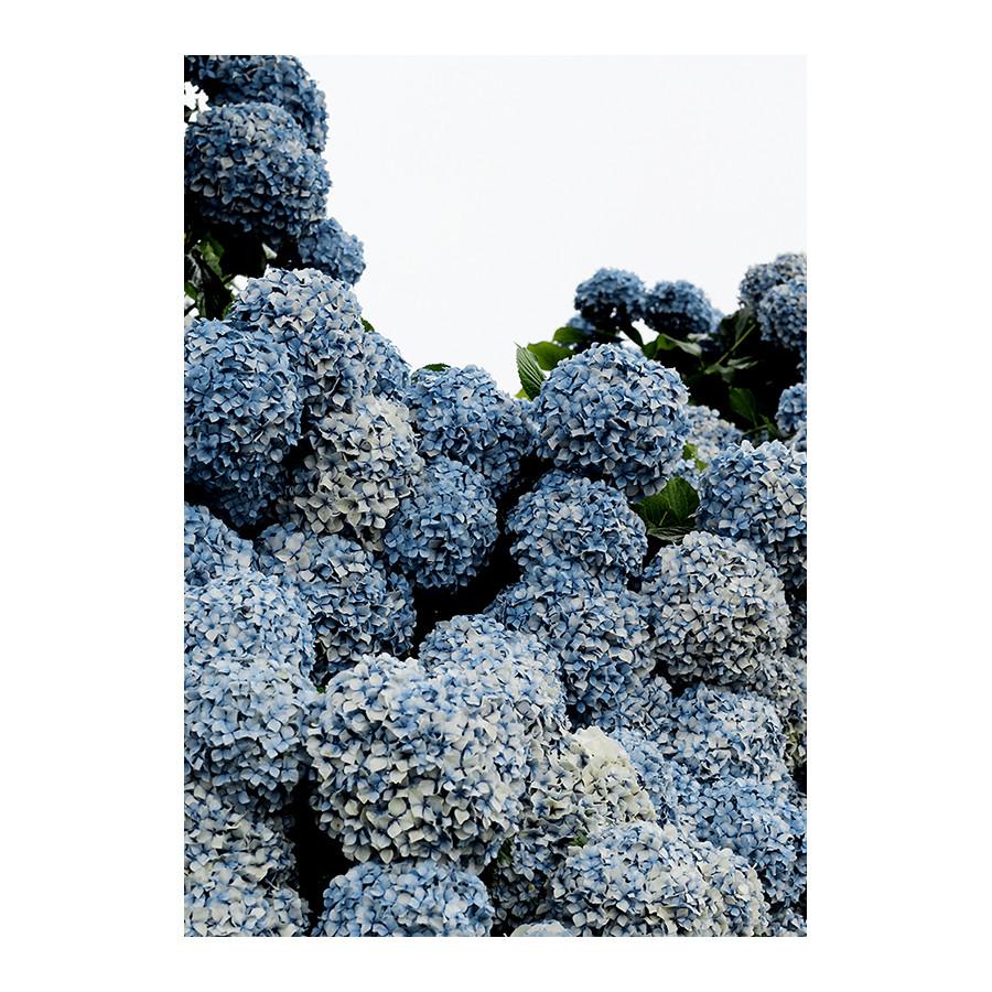 Hydrangeas-photographic-print